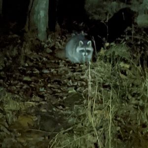 Meet your Posher, Celeste